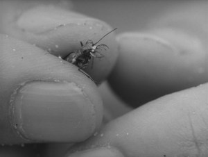 The Woman in the Dunes, 1964.